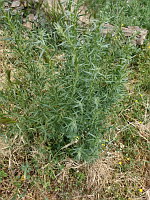 Reseda jaune - Reseda lutea (photo Mrugala F.)(2)